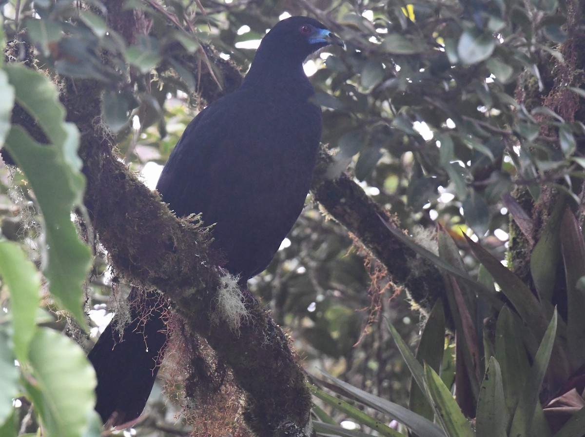 Schwarzguan - ML647121445