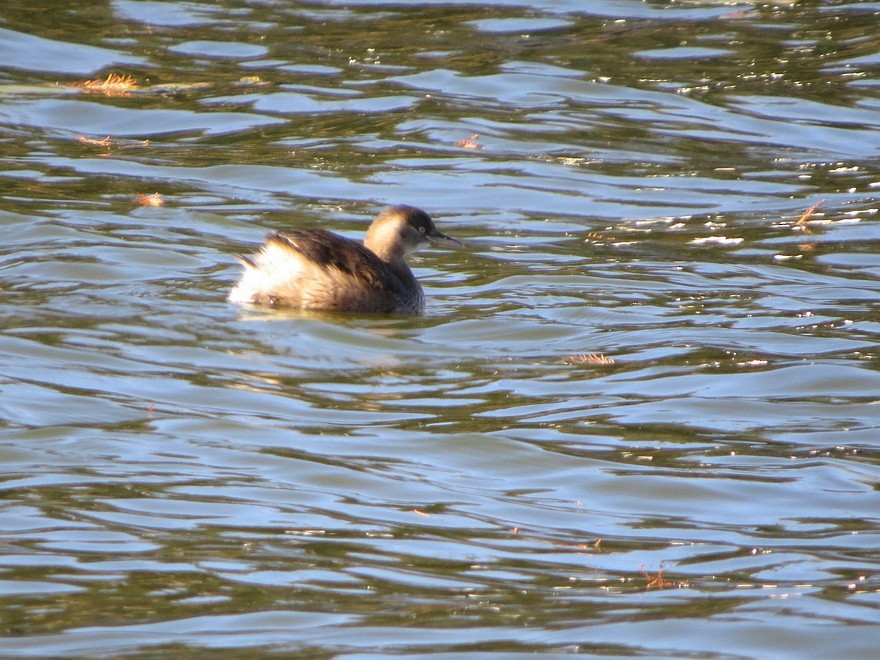 Little Grebe - ML647121451