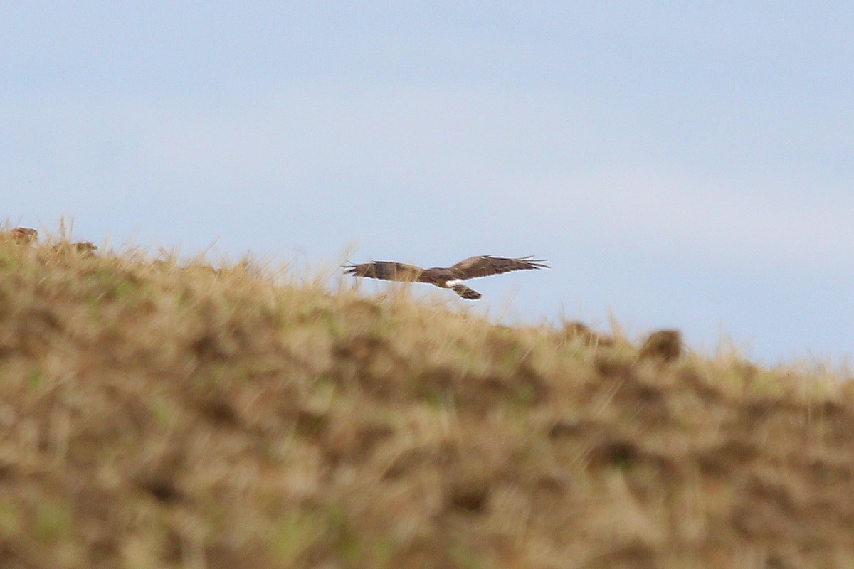Montagu's Harrier - ML647121454