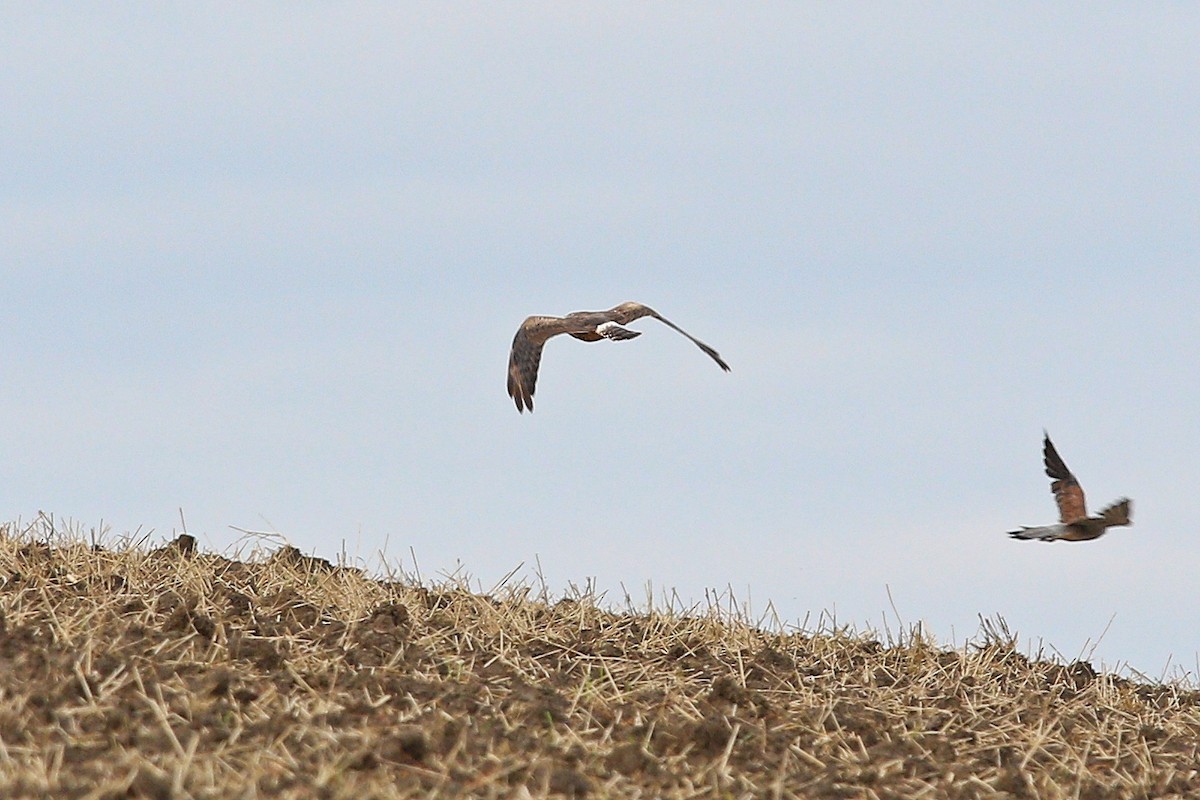 Montagu's Harrier - ML647121458