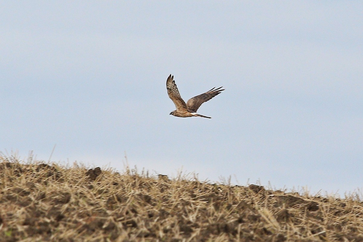 Montagu's Harrier - ML647121469