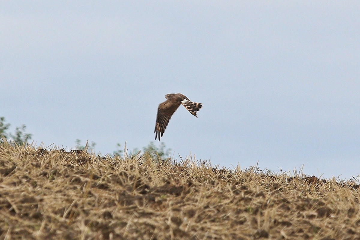 Montagu's Harrier - ML647121472