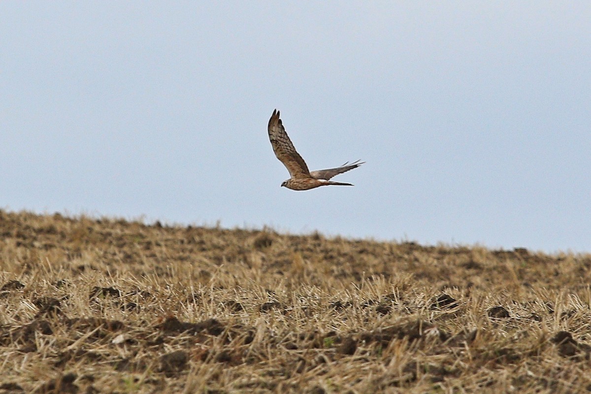 Montagu's Harrier - ML647121477