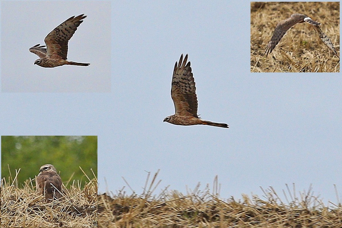 Montagu's Harrier - ML647121480