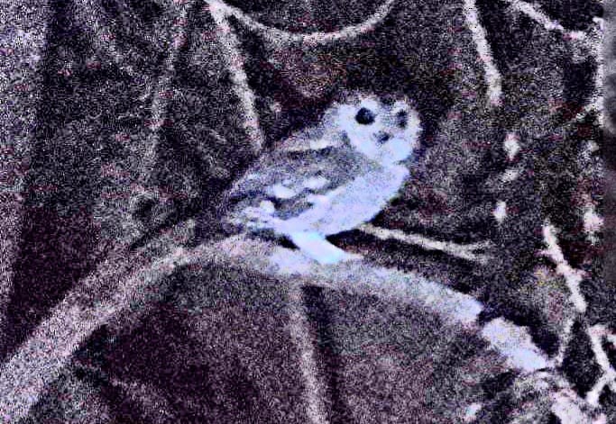 Indian Scops-Owl - ML647121493