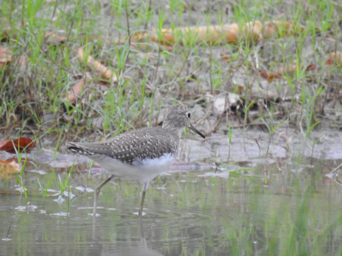 Solitary Sandpiper - ML647121497