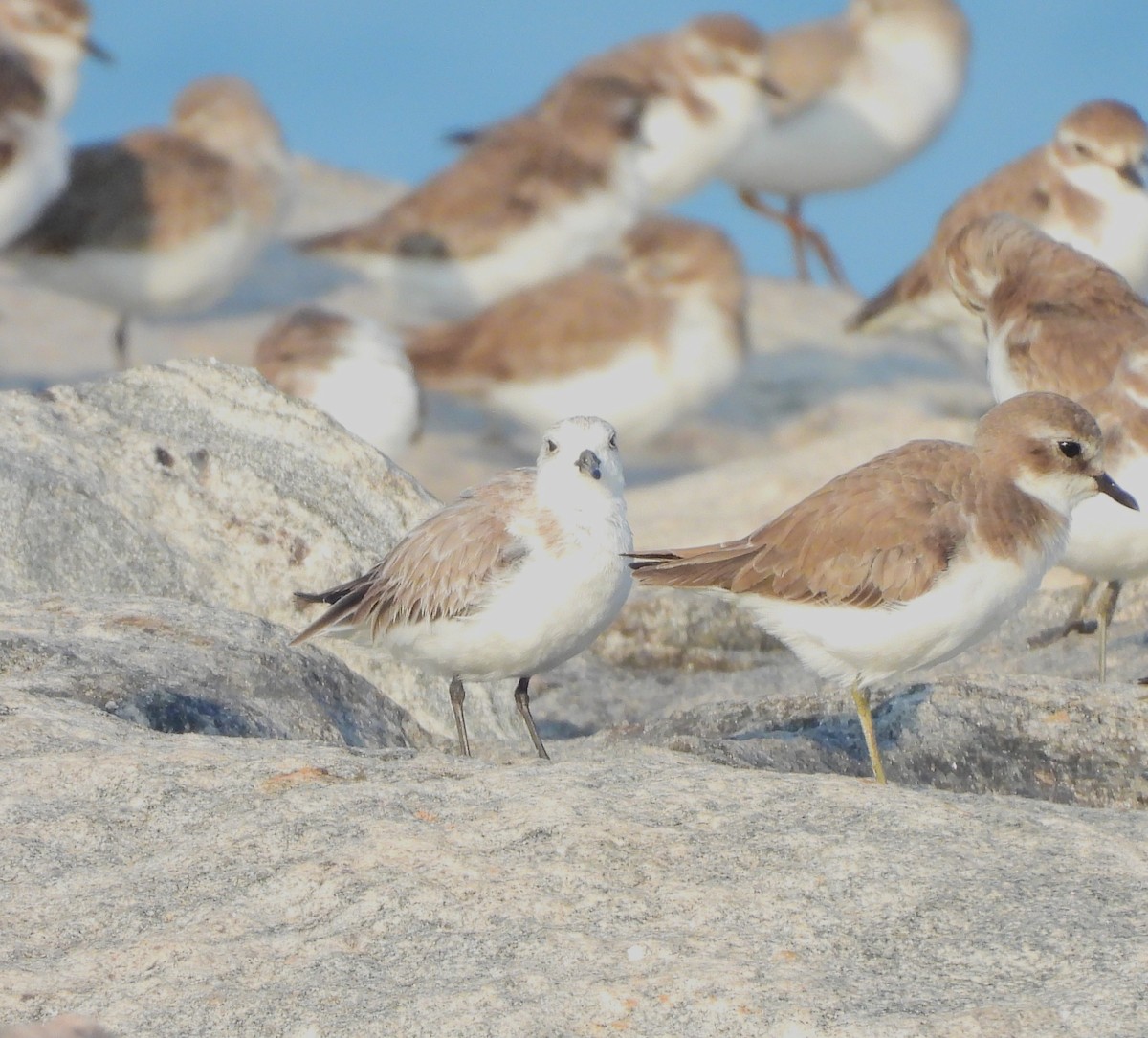 Sanderling - ML647121531
