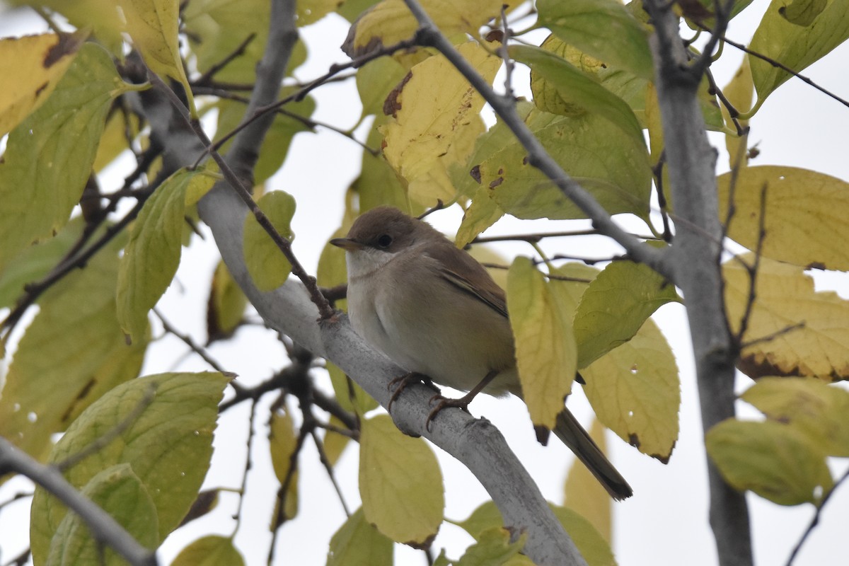 Greater Whitethroat - ML647121546