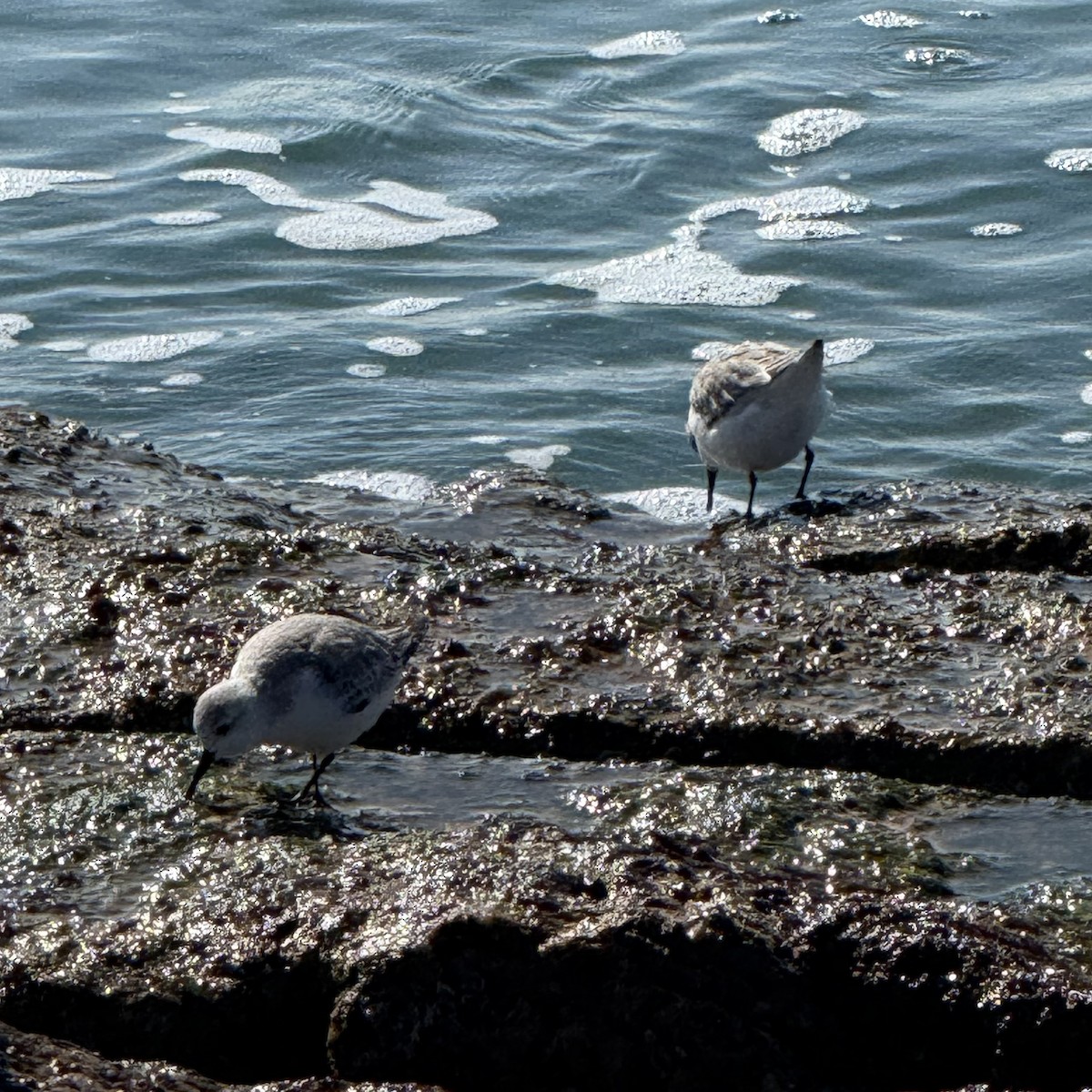 Sanderling - ML647121551