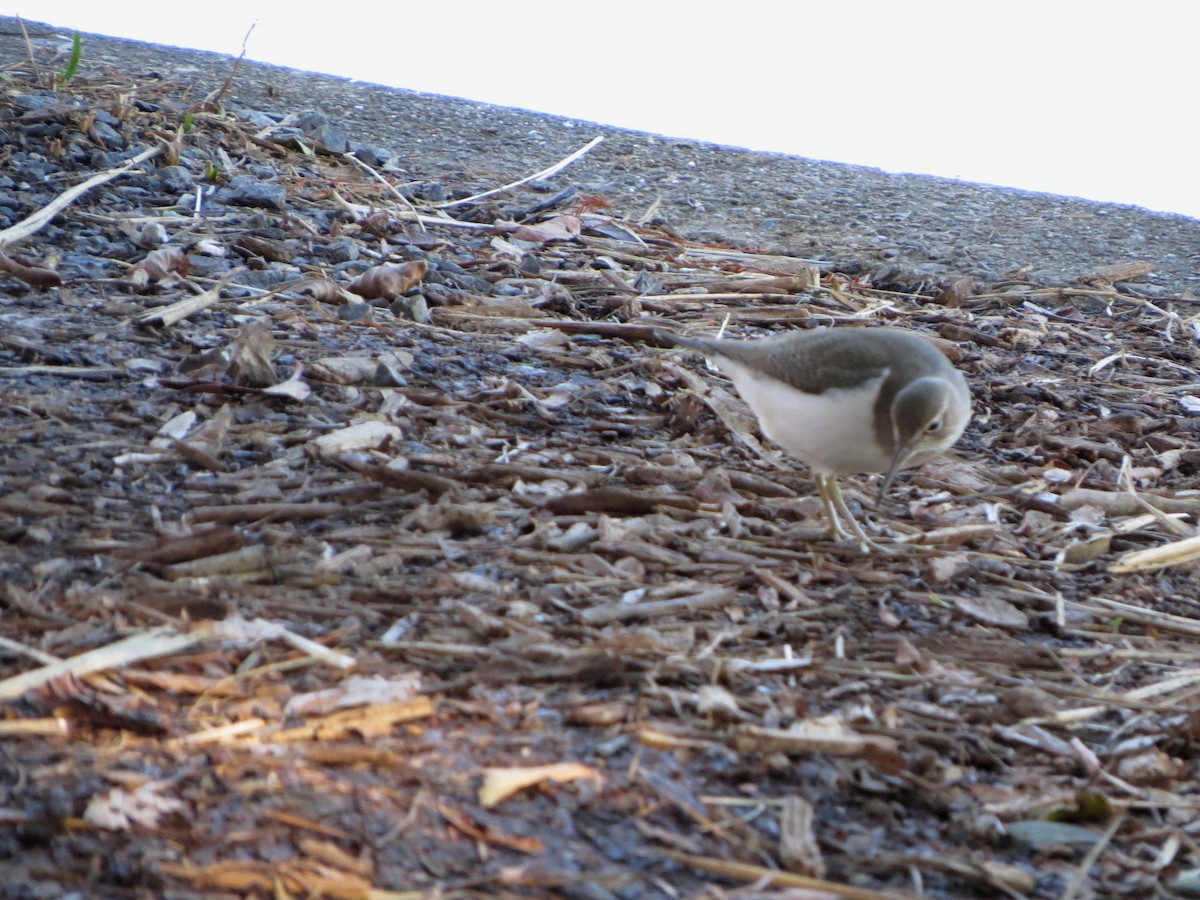 ביצנית לבנת-בטן - ML647121560
