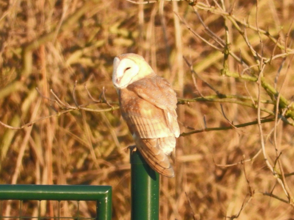 Western Barn Owl - ML647121570