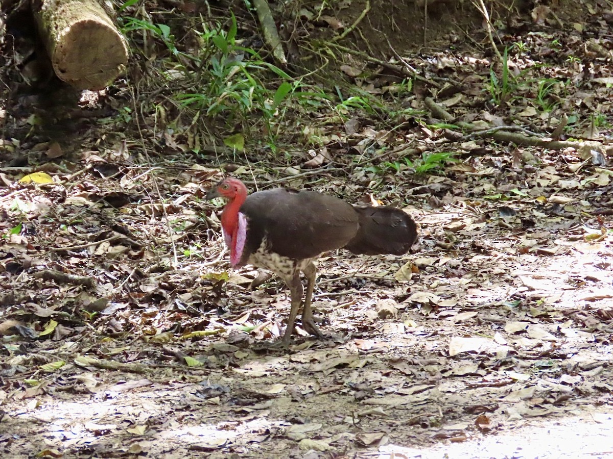 Australian Brushturkey - ML647121573