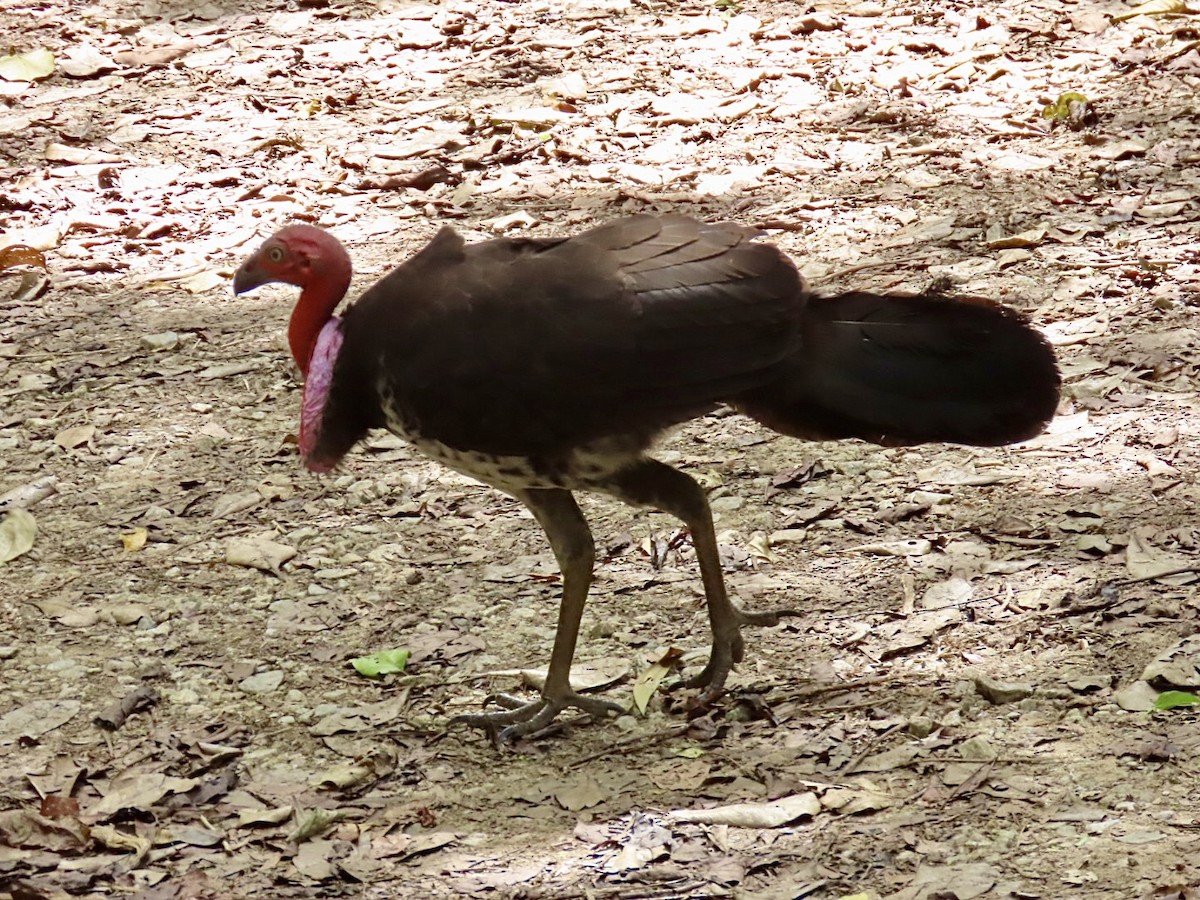Australian Brushturkey - ML647121574