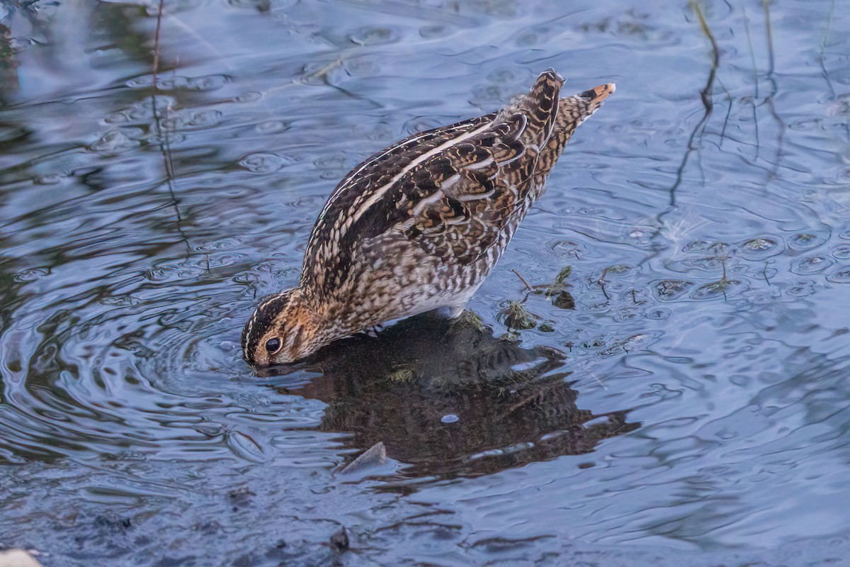 Wilson's Snipe - ML647121586