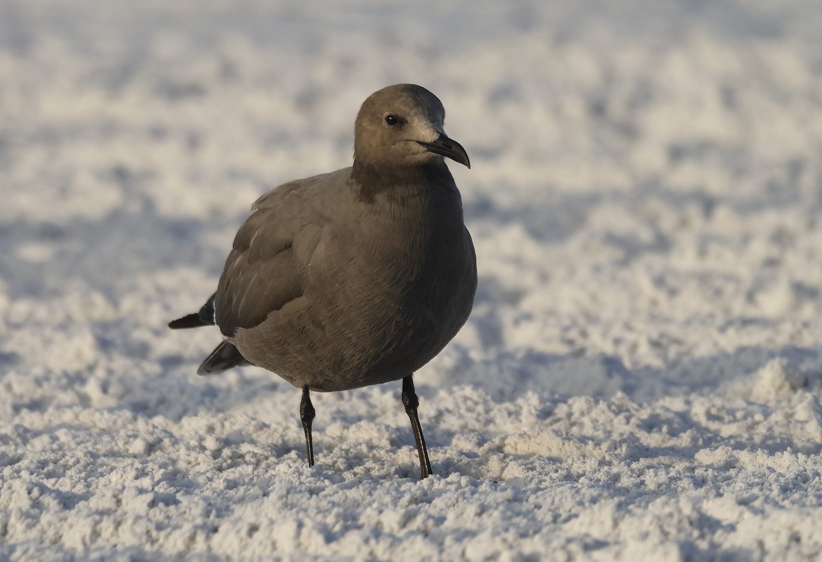 racek tmavý - ML647121587