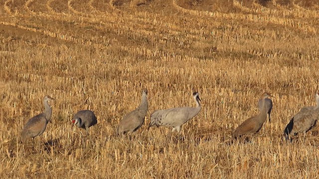 עגור אפור - ML647121629