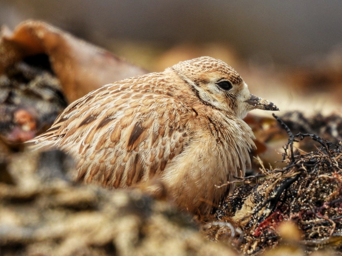 Inland Dotterel - ML647121639
