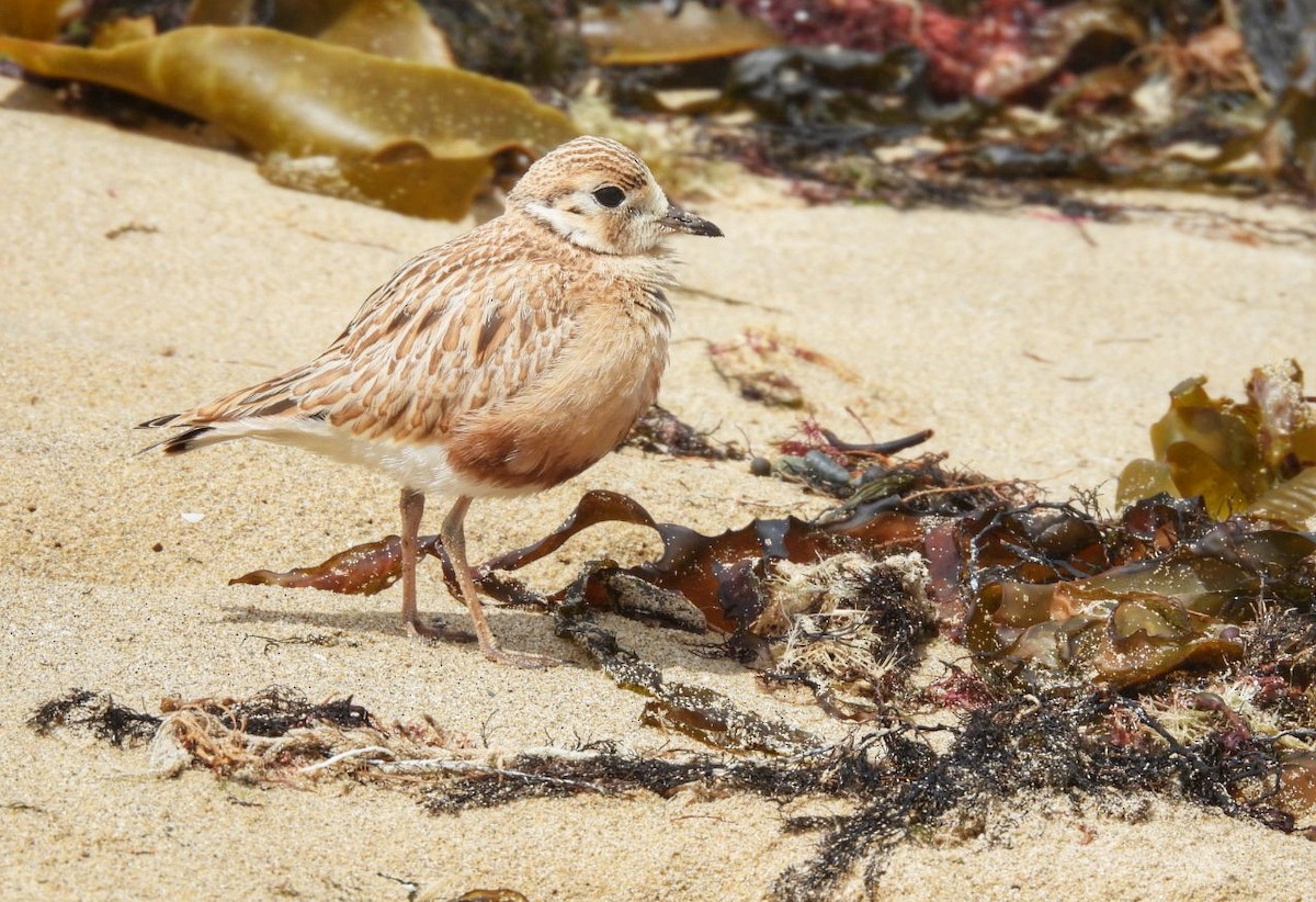 Inland Dotterel - ML647121640
