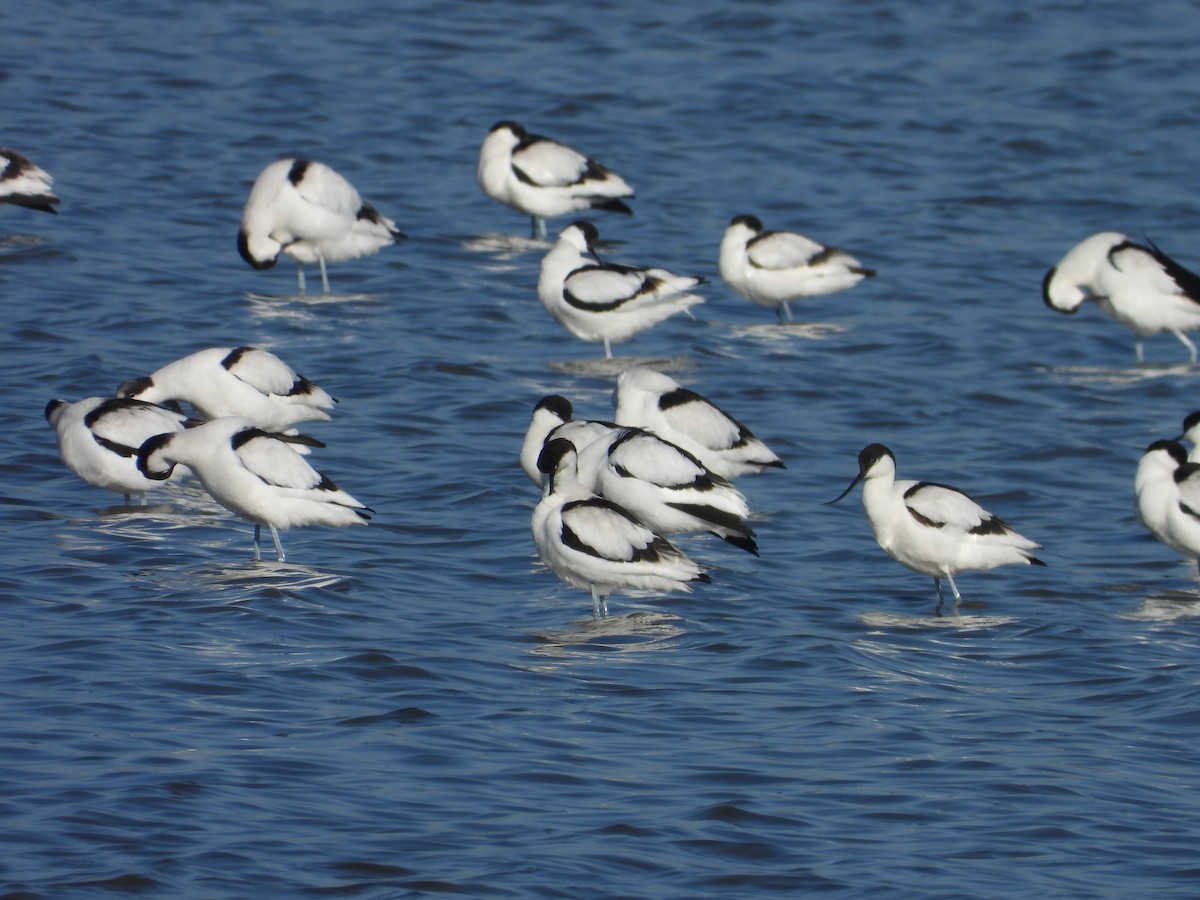 Pied Avocet - ML647121643