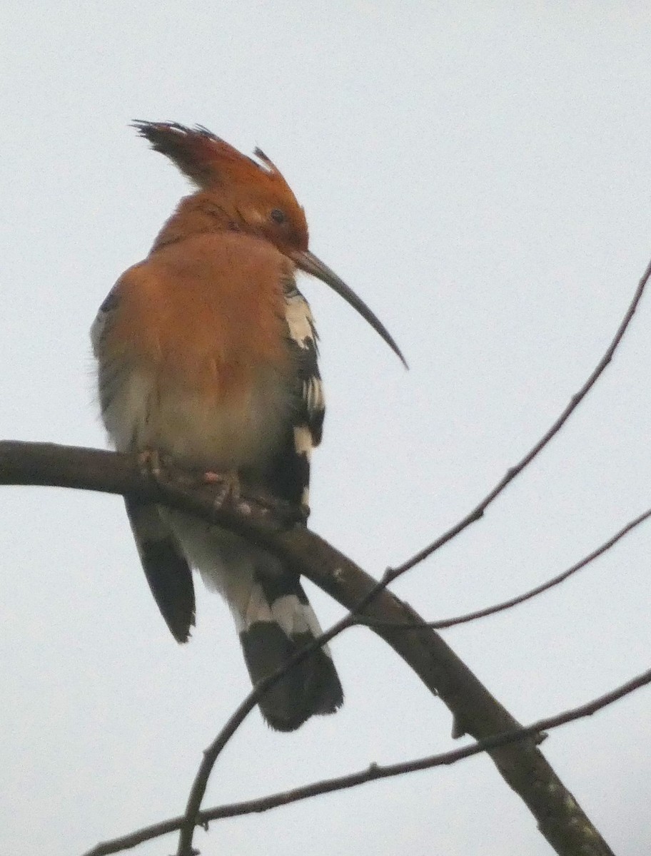 Argi-oilar arrunta - ML647121646