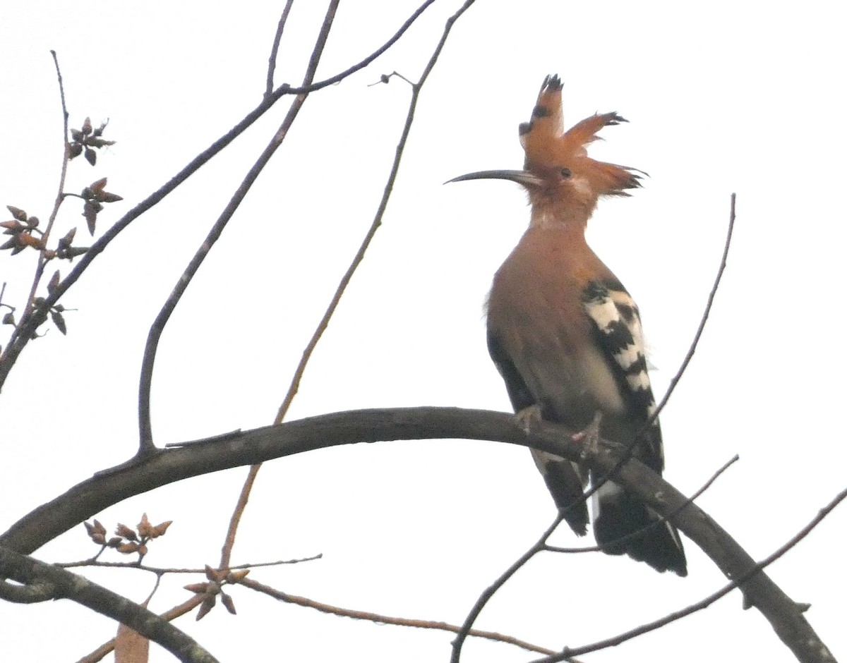 Argi-oilar arrunta - ML647121647