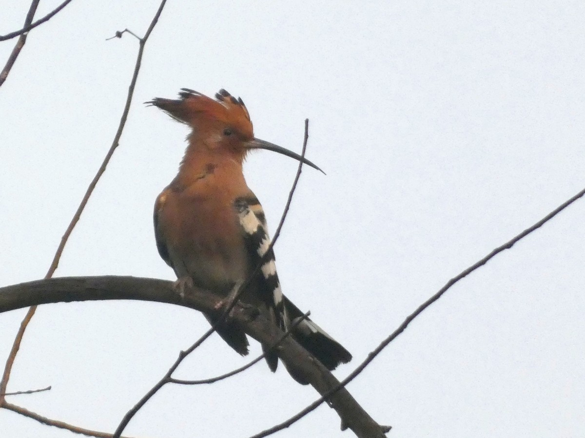 Argi-oilar arrunta - ML647121648