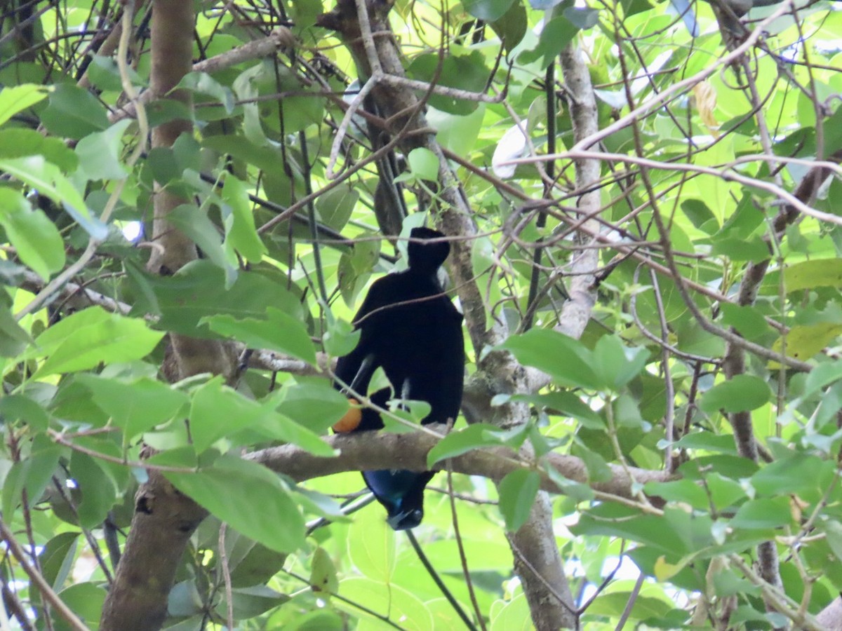 safirparadisfugl - ML647121655