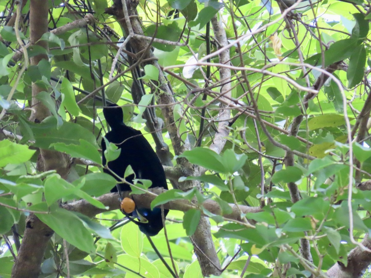 safirparadisfugl - ML647121656