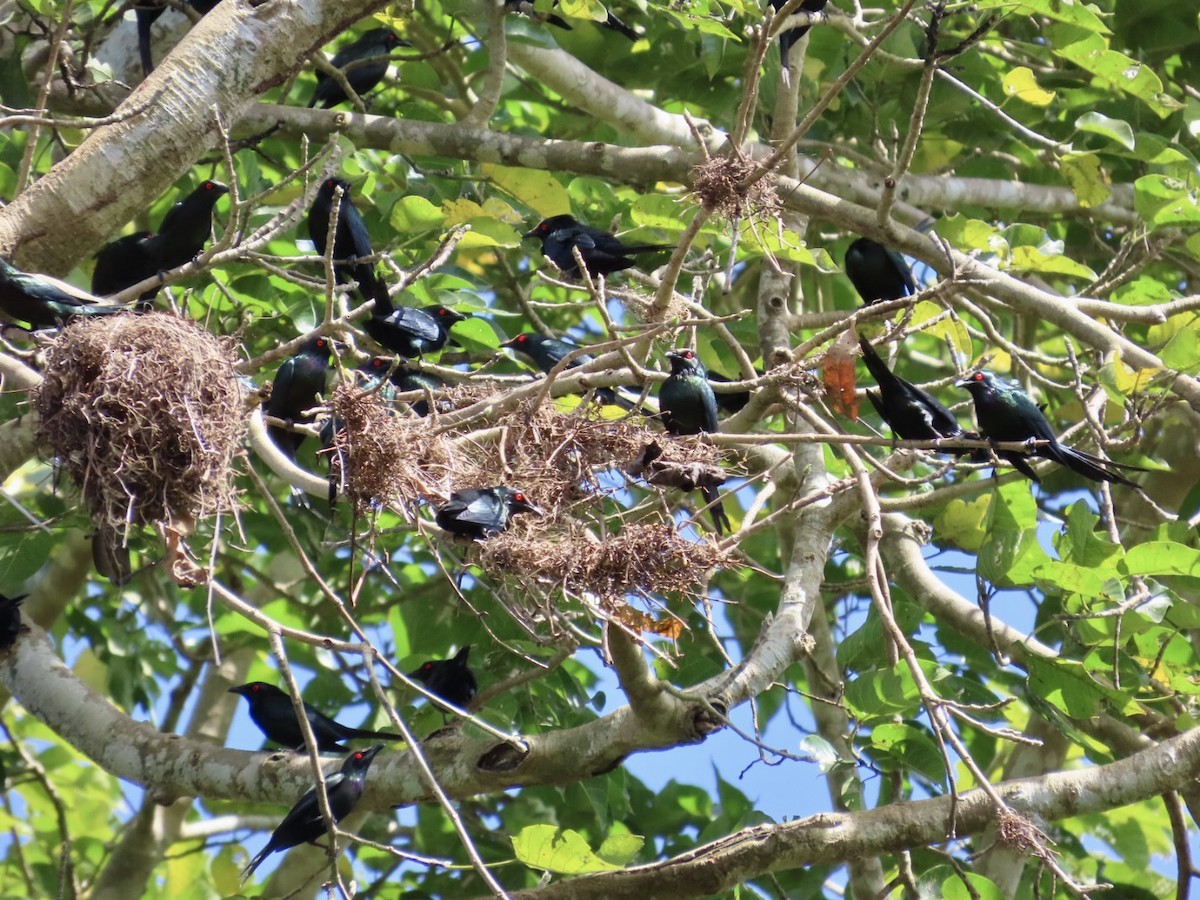 špaček lesklý [skupina metallica] - ML647121658