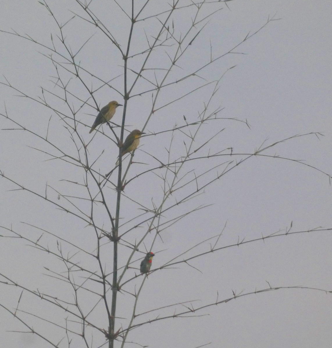 Indian Golden Oriole - ML647121660