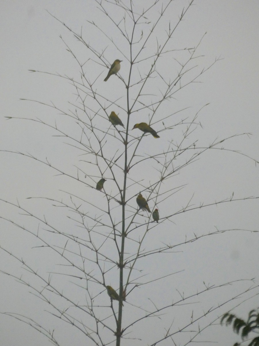 Indian Golden Oriole - ML647121661