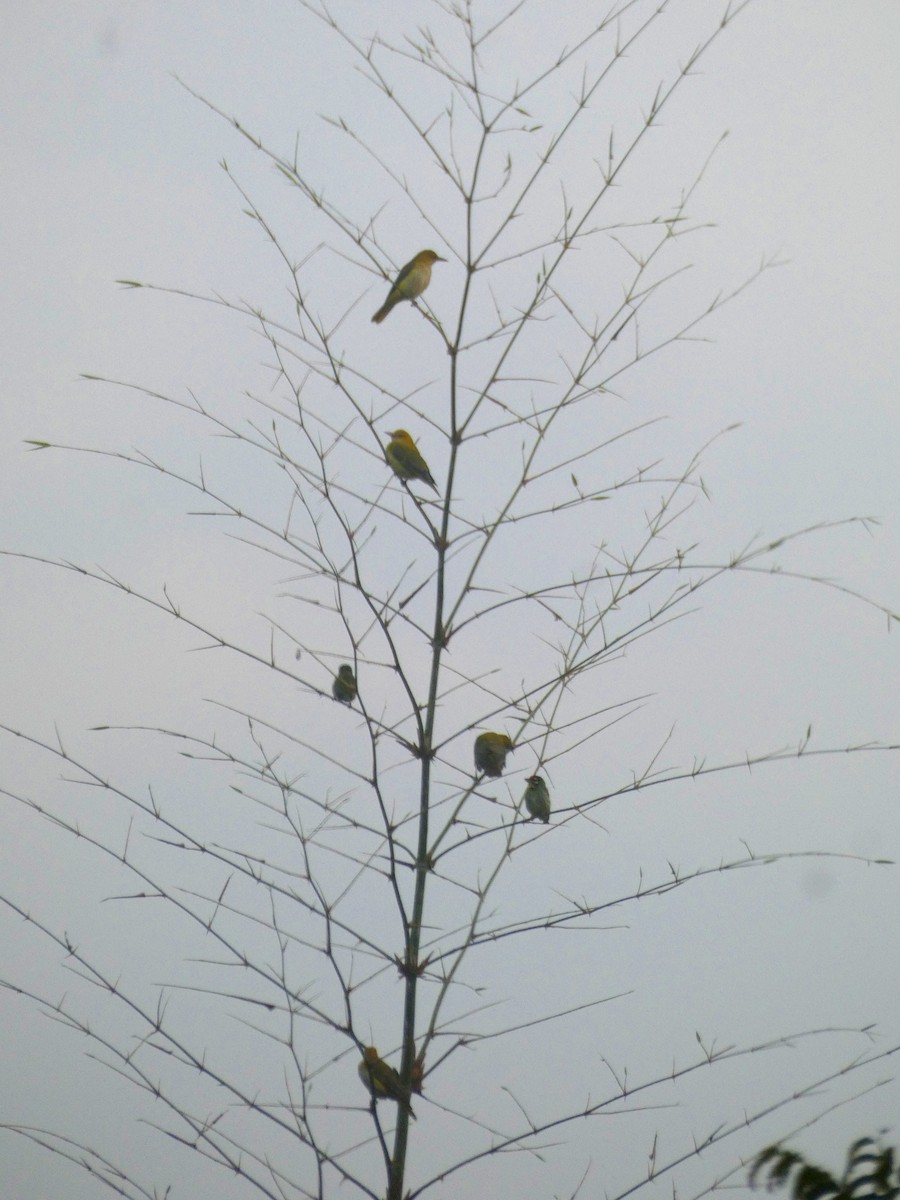 Indian Golden Oriole - ML647121662