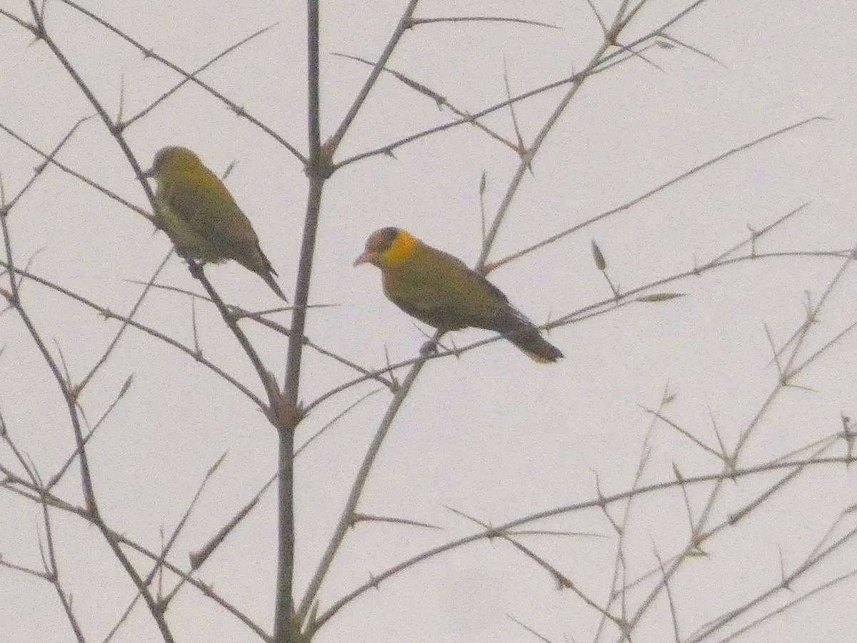 Black-naped Oriole - ML647121669
