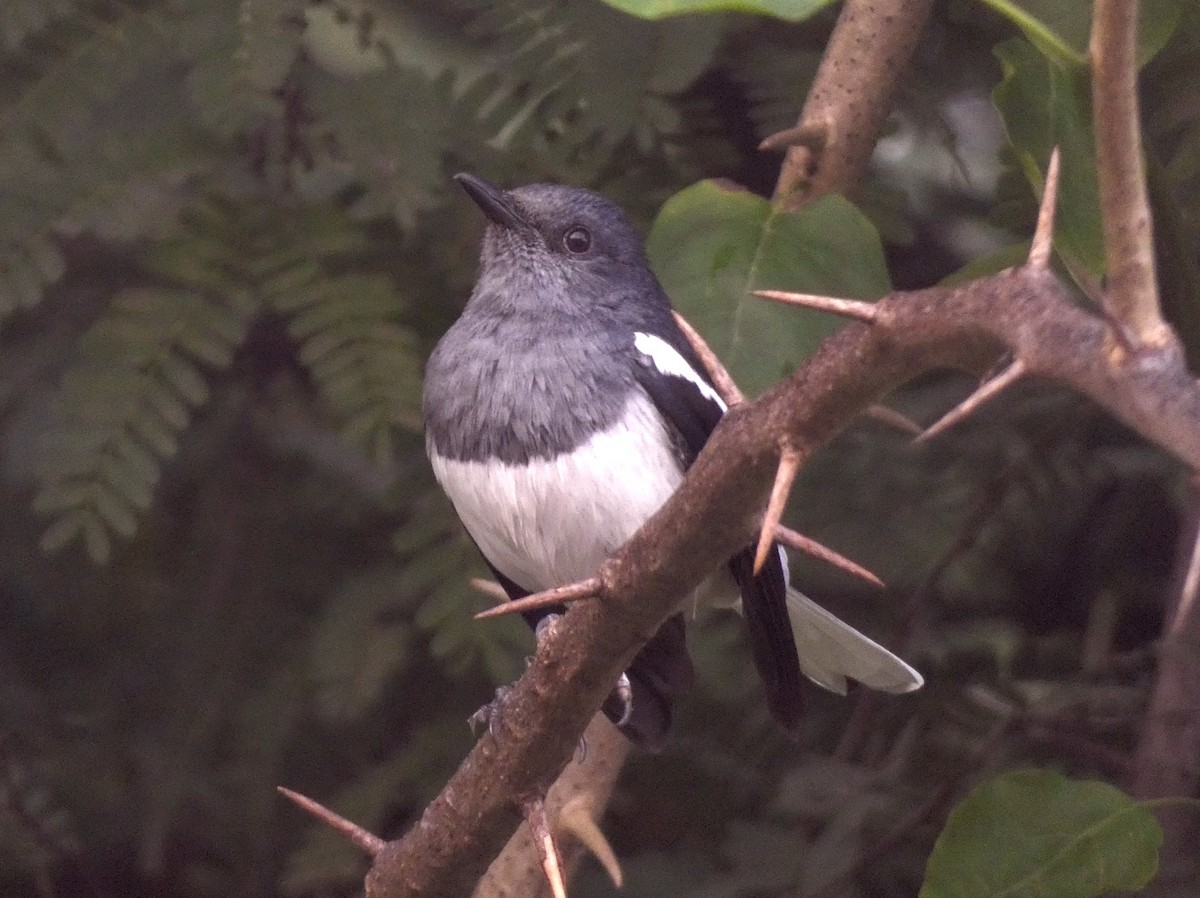 Oriental Magpie-Robin - ML647121681