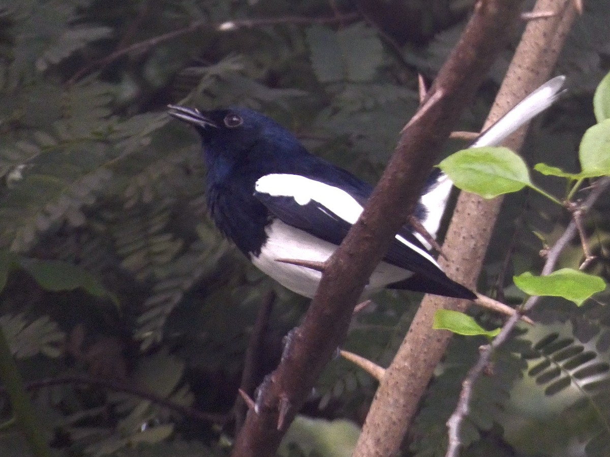 Oriental Magpie-Robin - ML647121682