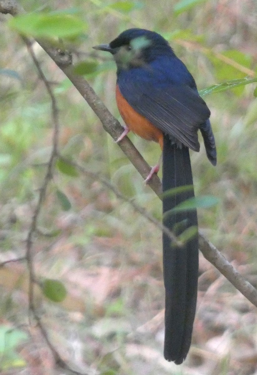 White-rumped Shama - ML647121713