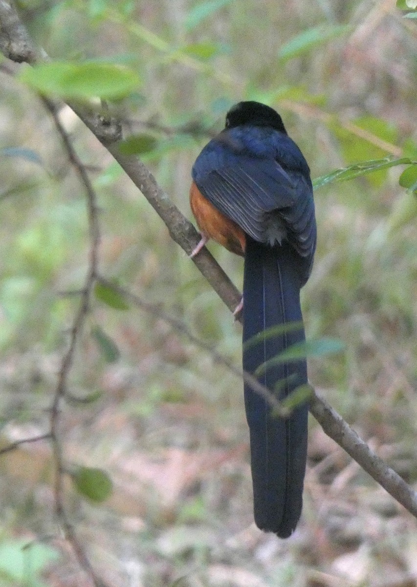 White-rumped Shama - ML647121714