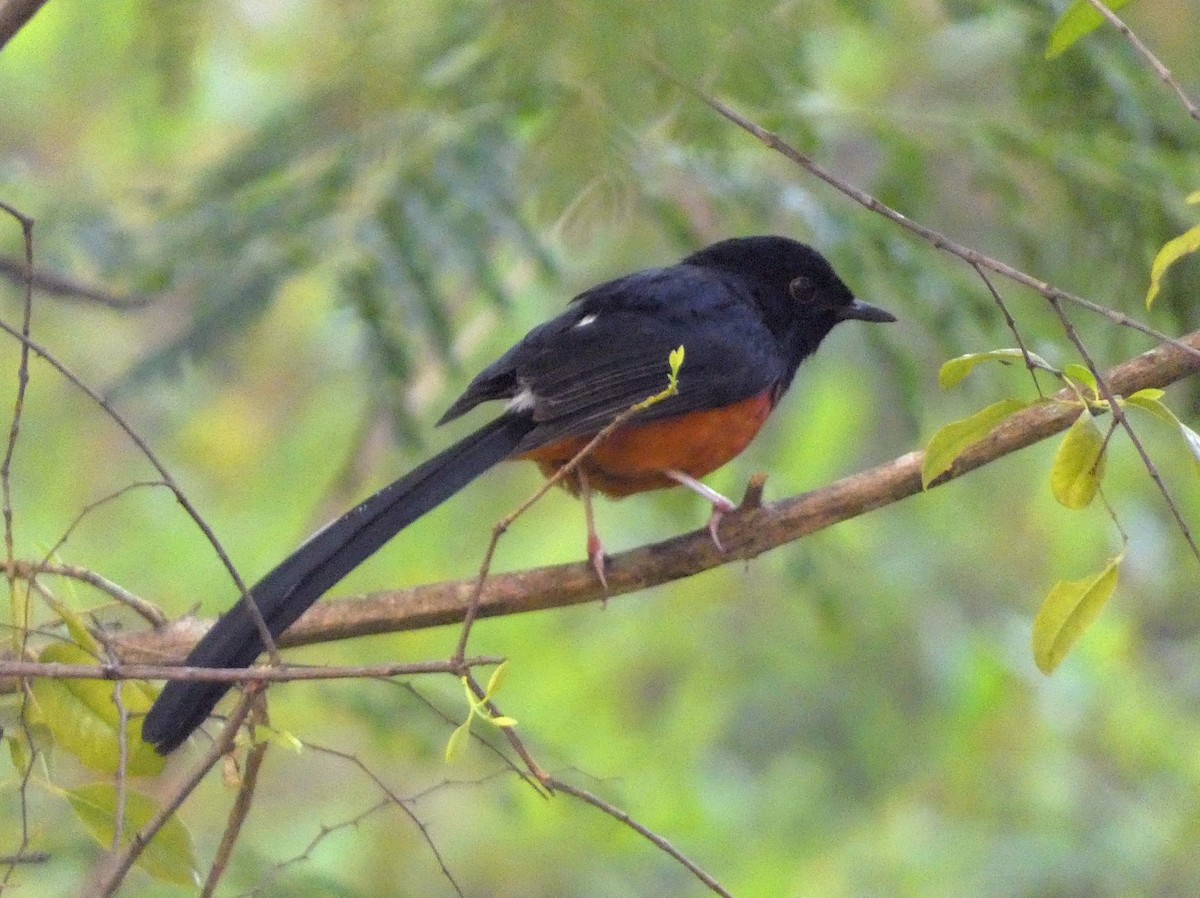 White-rumped Shama - ML647121715