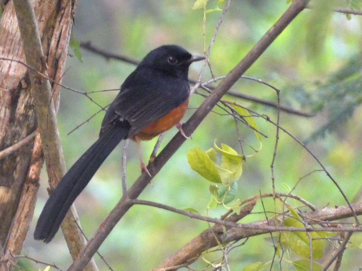 White-rumped Shama - ML647121716