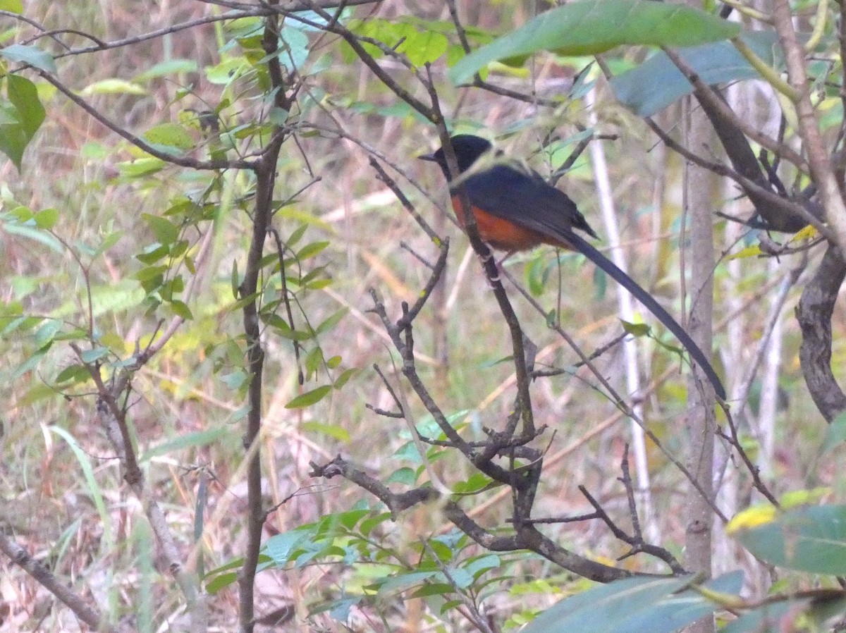 White-rumped Shama - ML647121717