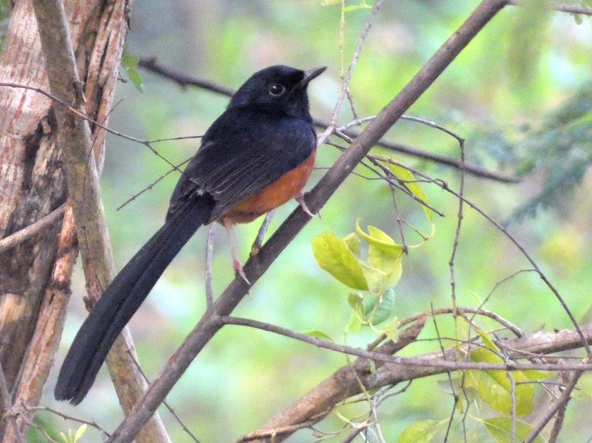 White-rumped Shama - ML647121718