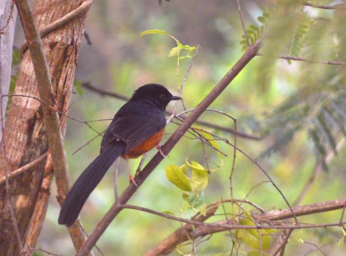 White-rumped Shama - ML647121719