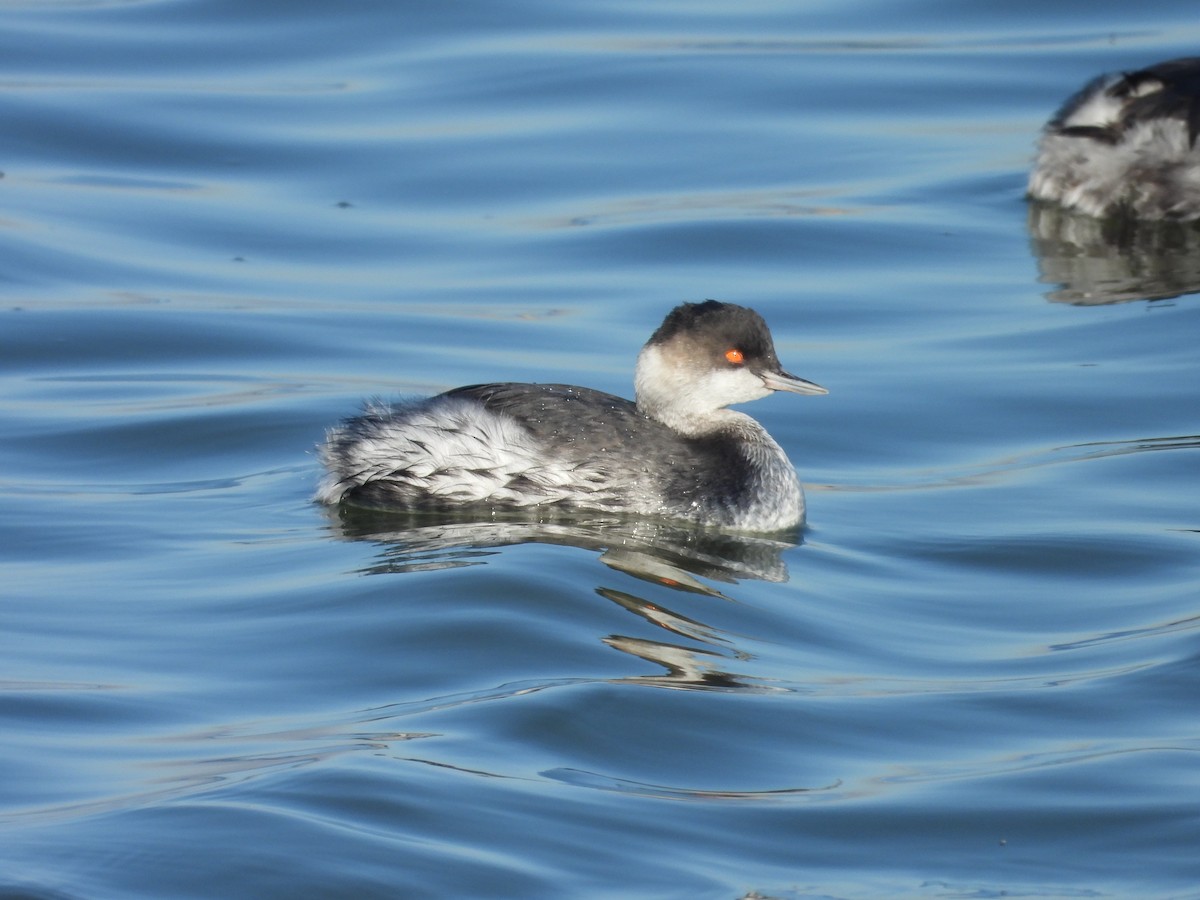 potápka černokrká - ML647121724