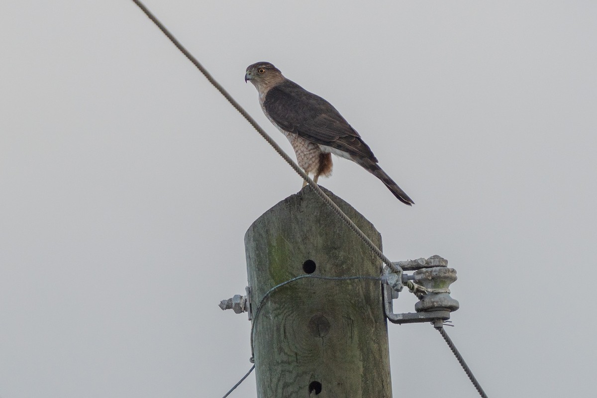 Cooper's Hawk - ML647121725