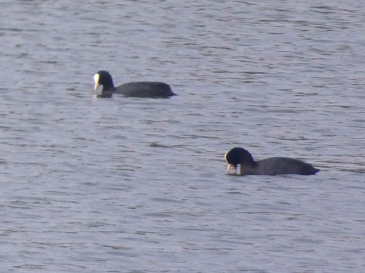 Kopetazuri arrunta - ML647121737