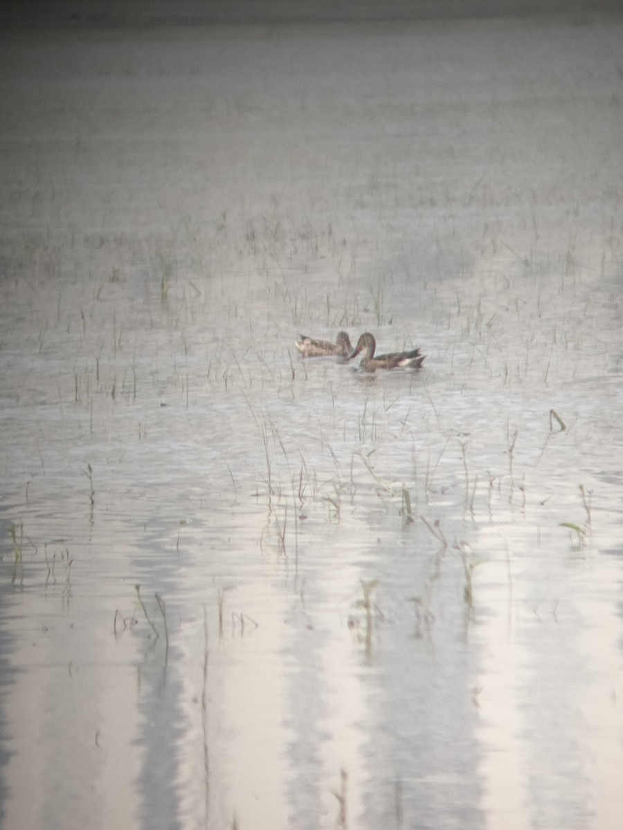 Northern Shoveler - ML647121748
