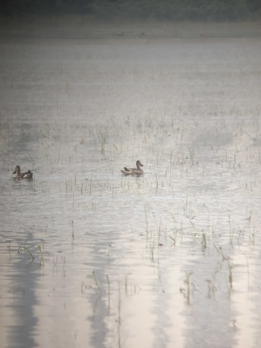 Northern Shoveler - ML647121749