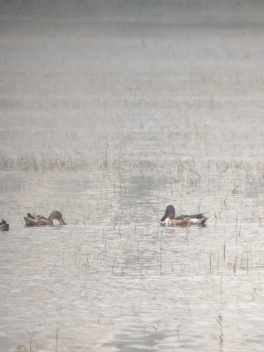 Northern Shoveler - ML647121750