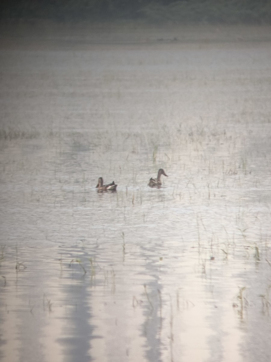 Northern Shoveler - ML647121751