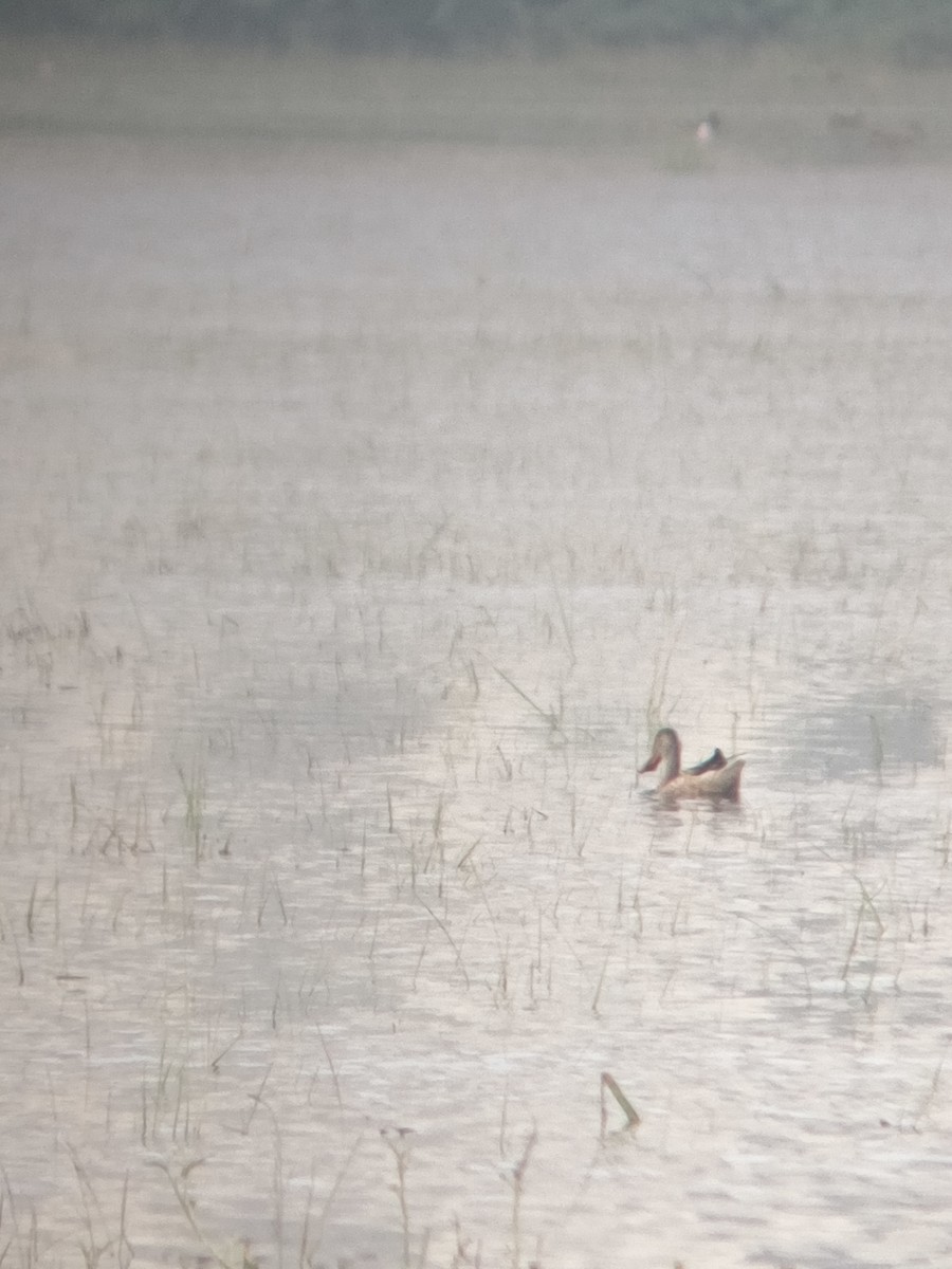 Northern Shoveler - ML647121752
